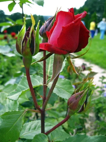 红玫瑰盛开 — 图库照片