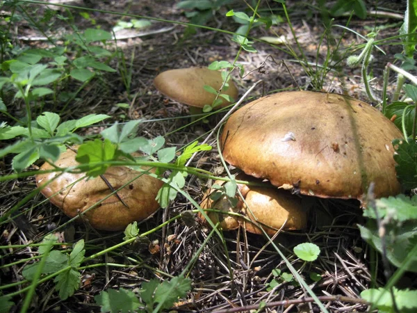 Funghi nel bosco — Foto Stock