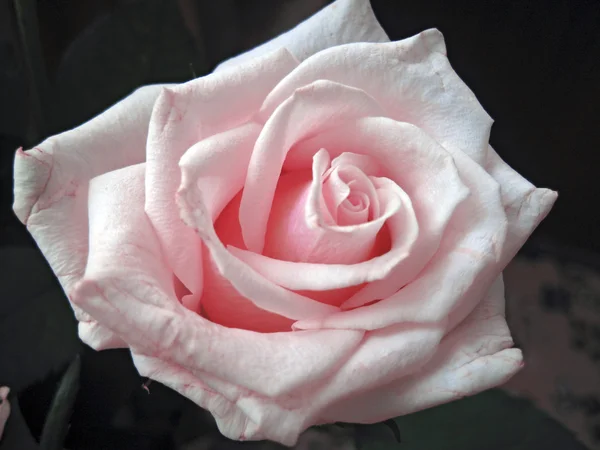 白色和粉红色玫瑰绽放 — 图库照片