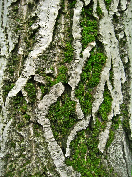 Mech na kůře stromů — Stock fotografie