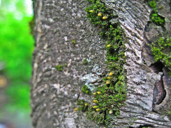 Mech na kůře stromů — Stock fotografie