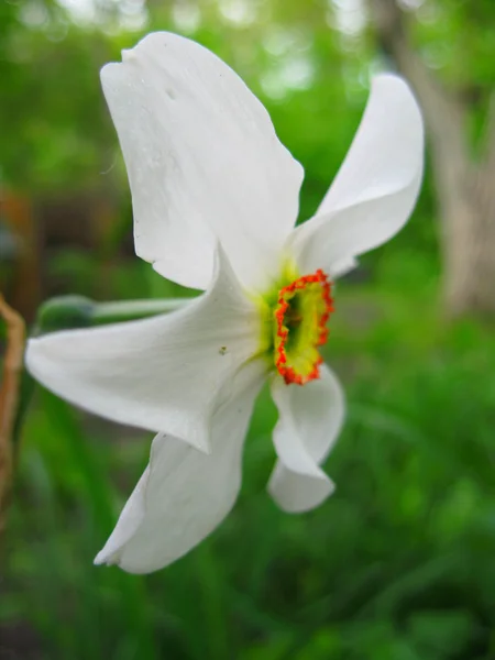 Narciso floreciendo — Foto de Stock