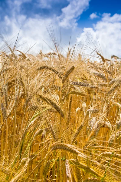 Yellow wheat in cloud blue sky background — Stock Photo, Image