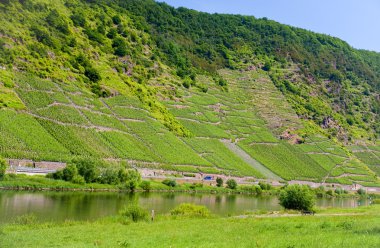 Vineyards in Moselle valley clipart