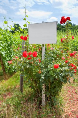 Rosebush near vine beds clipart