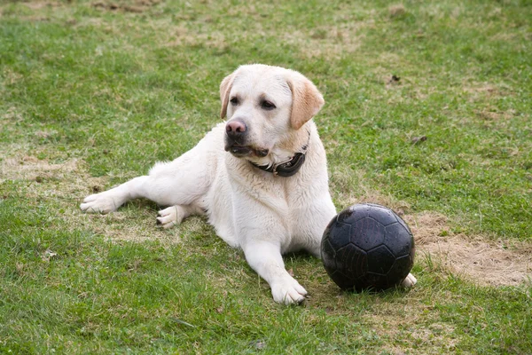 Perro Labrador con bola negra —  Fotos de Stock