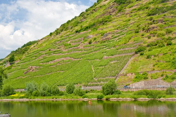 Vineyards in Moselle valley — Stock Photo, Image