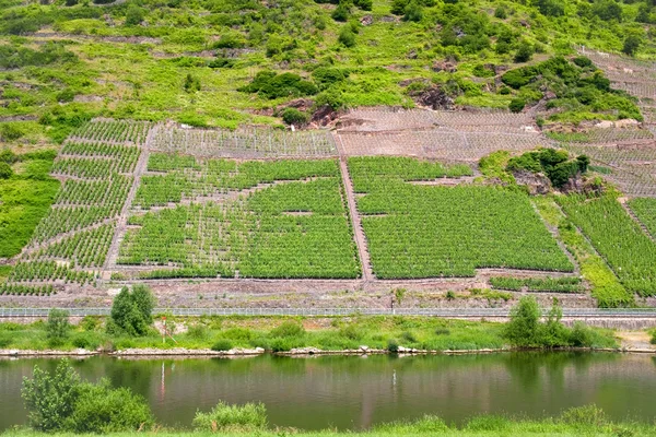 Winnic w dolinie Mozeli — Zdjęcie stockowe