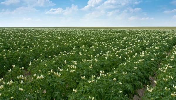 Jordbruksområdet av potatis — Stockfoto