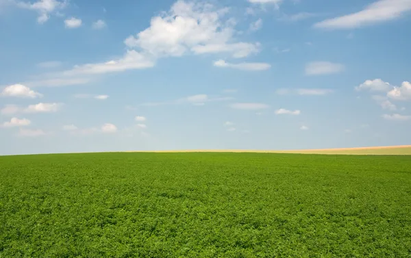 Green lucerne field blue sky — Stock Photo, Image