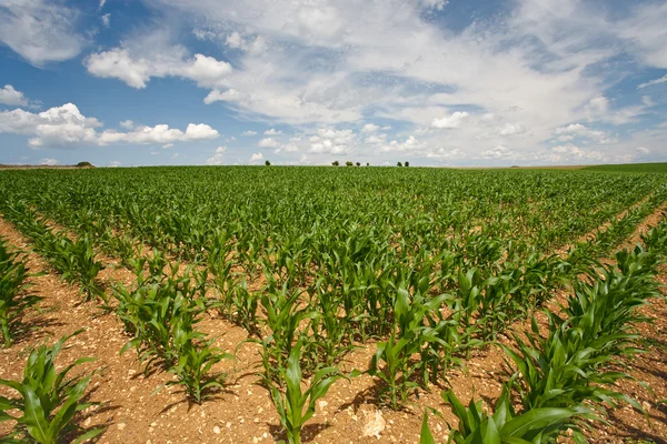 Campo de maíz bajo el cielo azul — Foto de Stock