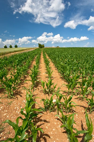 Kukorica mező a kék ég alatt — Stock Fotó