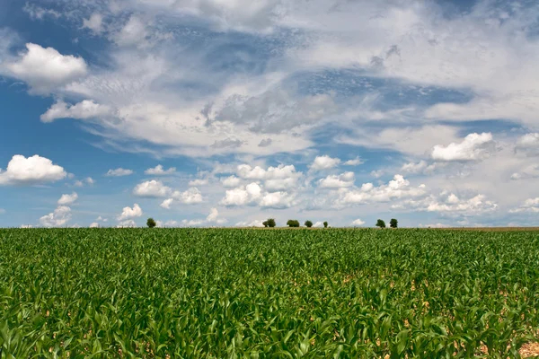 Mavi gökyüzünün altındaki mısır tarlası — Stok fotoğraf