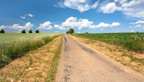 Venkovské silnici mezi pole kukuřice a pšenice — Stock fotografie