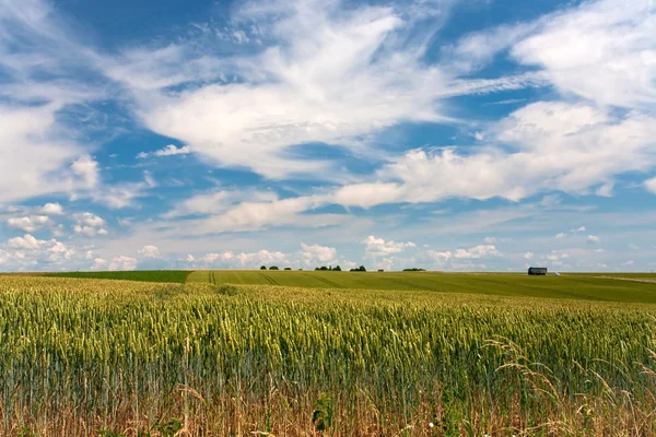 Campo de trigo bajo el cielo azul —  Fotos de Stock