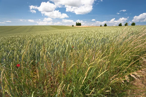 Buğday alan mavi gökyüzü altında — Stok fotoğraf