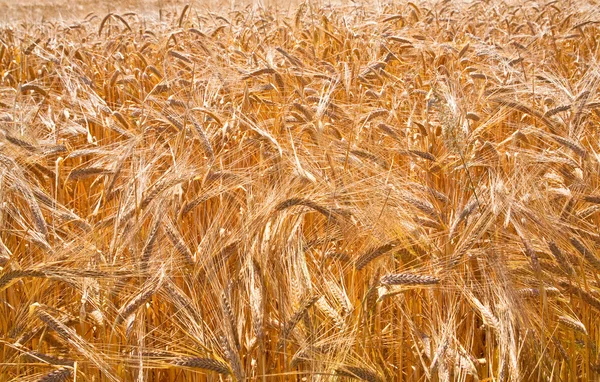 現場の小麦の耳 — ストック写真