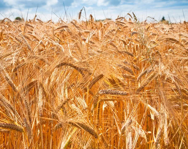 stock image Ears of wheat in field