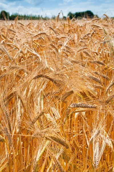 Orelhas de trigo no campo — Fotografia de Stock