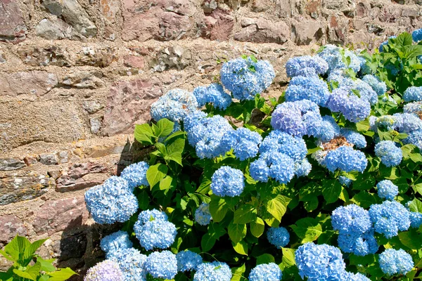 Hortênsia azul pela casa de Bretjne — Fotografia de Stock