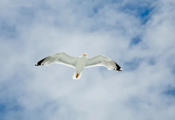 One seagull — Stock Photo, Image