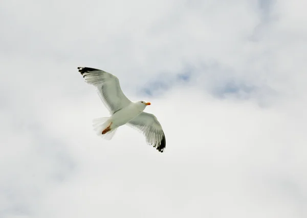 One seagull — Stock Photo, Image