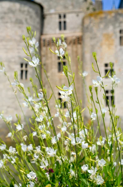 Ortaçağ Kalesi önünde beyaz çiçekler — Stok fotoğraf