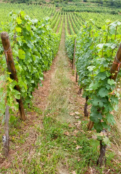 Vignoble en Alsace — Photo