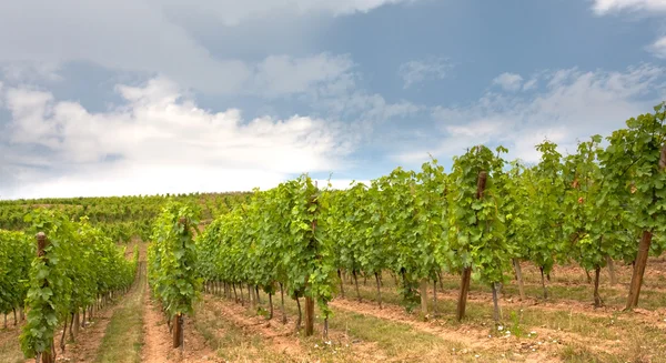 Winnic w Alzacji — Zdjęcie stockowe
