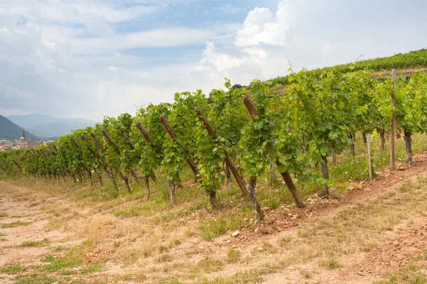 Vineyard in Alsace — Stock Photo, Image