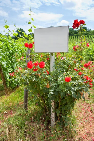 stock image Rosebush near vine beds