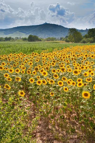 Sonnenblumenfeld mit Bergkulisse — Stockfoto