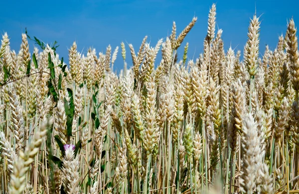 Wheat ears close up in field — Stock Photo, Image