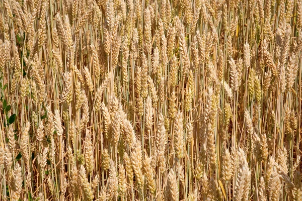 Wheat ears close up in field — Stock Photo, Image