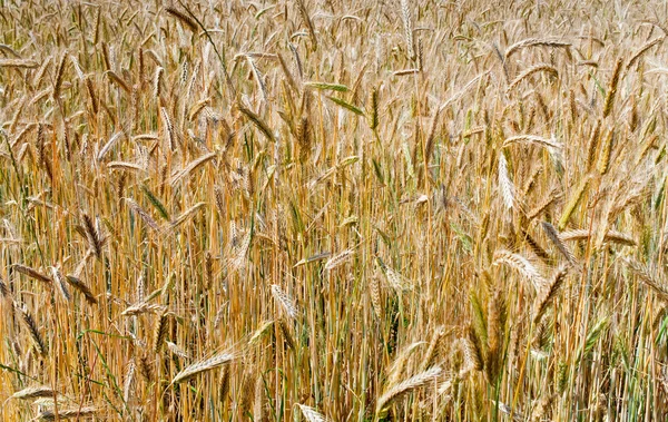 Rye ears close up in field — Stock Photo, Image