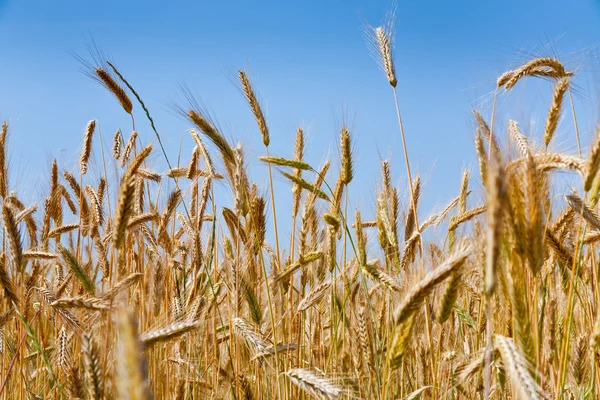 Rye ears close up in field — Stock Photo, Image