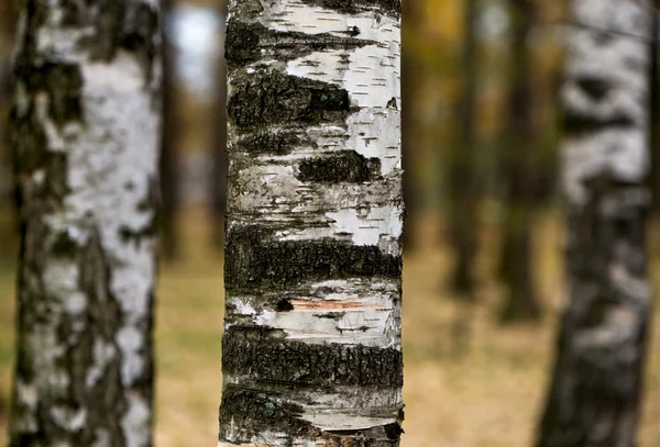 Tres troncos —  Fotos de Stock