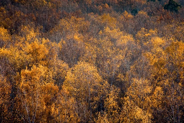 Deciduous forest in autumn — Stock Photo, Image