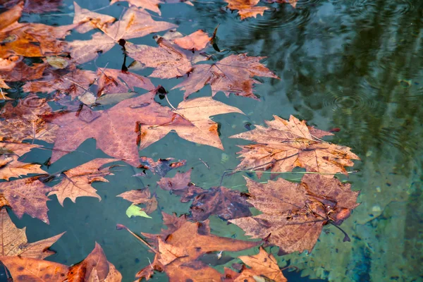 Осенние сикаморные листья — стоковое фото