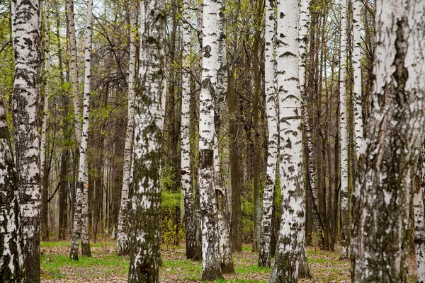 Baharda huş ağacı koruluğu — Stok fotoğraf