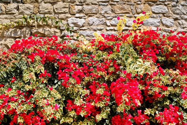 Rode bloemen en bruin stenen muur — Stockfoto