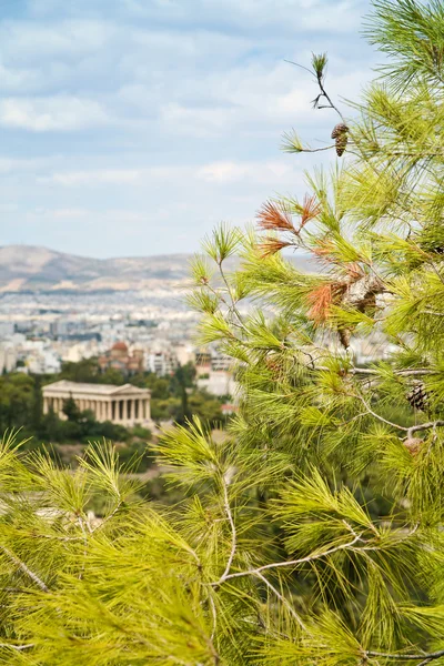 Gren av furu med Aten på bakgrund — Stockfoto
