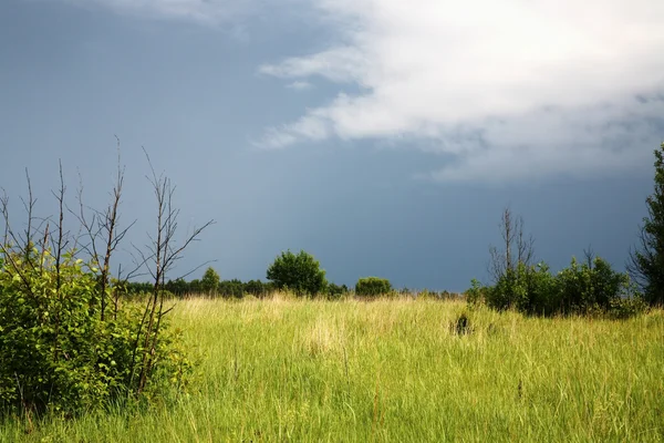 Gräsmark innan regn — Stockfoto