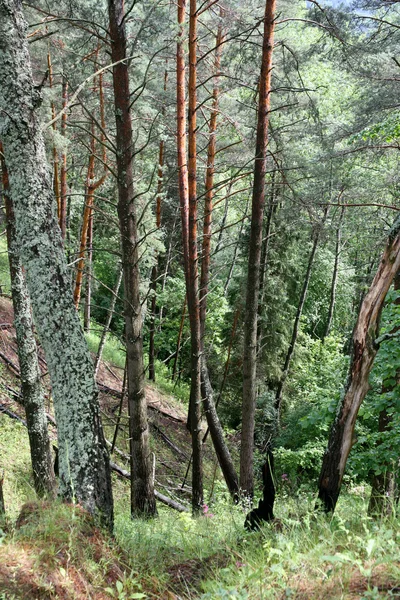 Pinhos na floresta — Fotografia de Stock