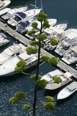 White yachts in summer day clipart