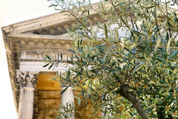 Colonna di olivo e tempio sullo sfondo — Foto Stock