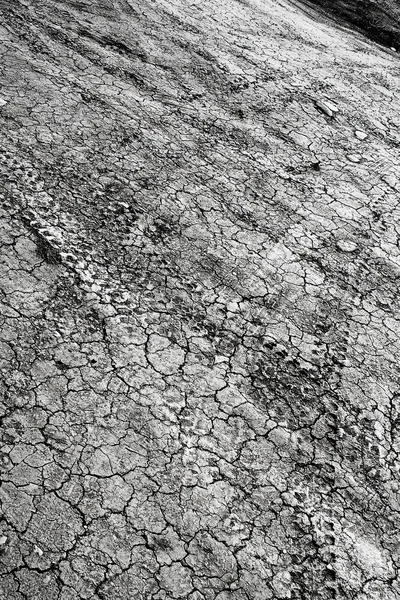Impresiones en tierra seca —  Fotos de Stock