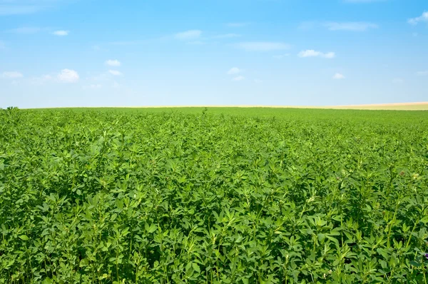 Зеленое люцернное поле голубое небо — стоковое фото