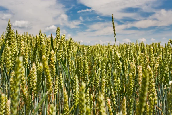 Ear of wheat rise above field under blue sky — Stock Photo, Image