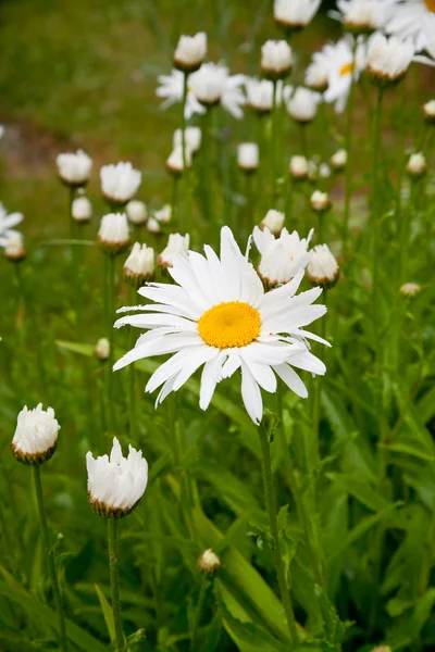 Ox-eye daisy na regen — Stockfoto